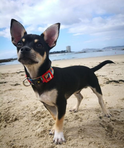 🌟TACO🌟